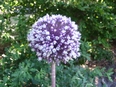 Allium summer drummer